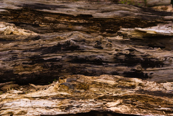 pile of cut down wood