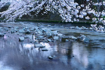 夜明け前後の川沿いの桜並木
