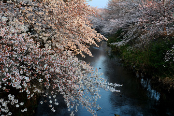 夜明け前後の川沿いの桜並木