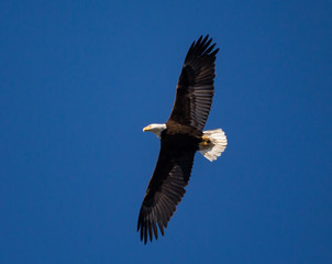 Eagle Soaring