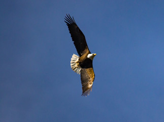 Eagle makes sharp turn