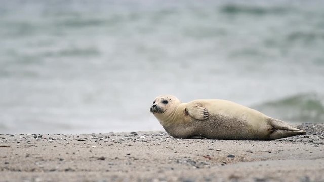 Gray seal (Halichoerus grypus) on the North Sea coast in its natural habitat. Slow motion.