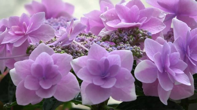 Closeup of purple hydrangea flowers in bloom, 4K