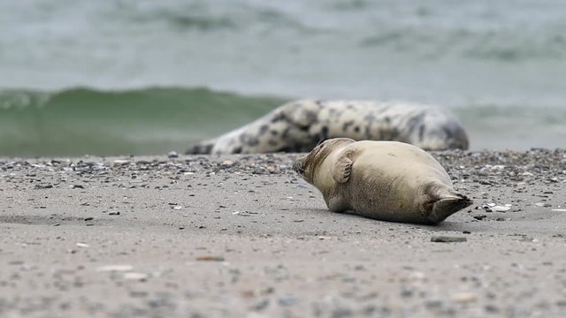 Gray seal (Halichoerus grypus) on the North Sea coast in its natural habitat. Slow motion.
