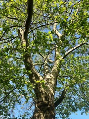 From below photo of tree branches