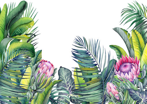 Tropical wallpaper with exotic protea flowers, palm and banana leaves. Watercolor illustration on white background. © JeannaDraw