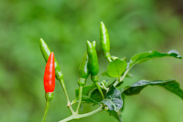 Image of green peppers and red peppers on nature background. Food