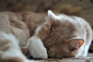 cat sleeping on a sofa