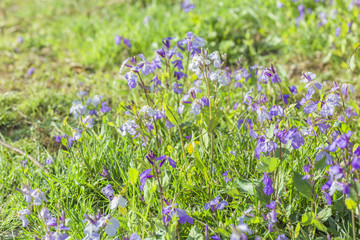 Fototapeta premium Spring outdoors, blooming purple February orchids and green leaves,Orychophragmus violaceus