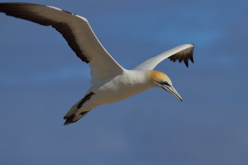 australasian gannet