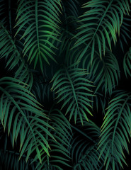 Naklejka na ściany i meble Summer tropical background with dark green palm leaves. 
