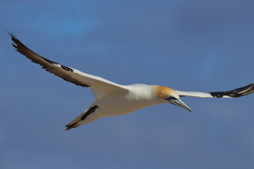 australasian gannet