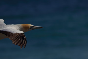 australasian gannet
