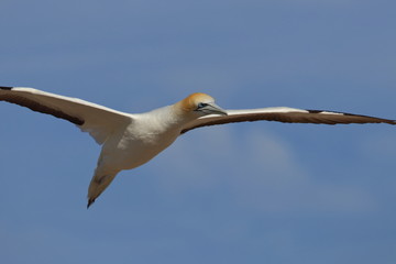 australasian gannet