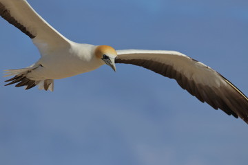 australasian gannet