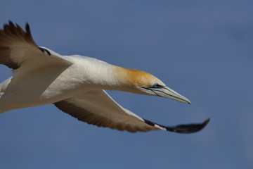australasian gannet