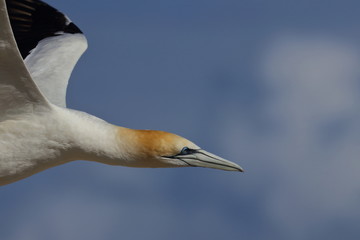 australasian gannet