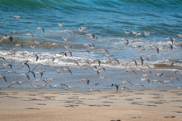 A flock of Western Snowy Plovers (Charadrius nivosus) at the beach of Moss Landing, along the Monterey Bay of the Pacific west coast of central California.  