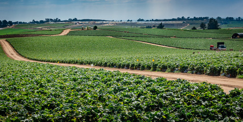 A field of strawberry crops growing in central California, as a storm approaches.  California grows more than 2 billion pounds of strawberries per year.  