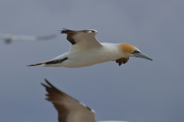 australasian gannet