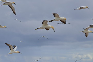 Fototapeta premium australasian gannet