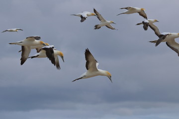 australasian gannet