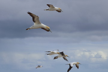 australasian gannet