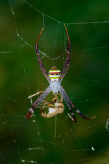 Image of multi-coloured argiope spider (Argiope pulchellla.) in the net. Insect. Animal.