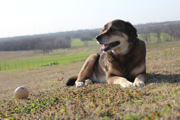 Alert dog resting