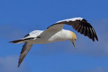australasian gannet