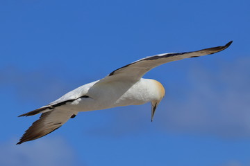 australasian gannet