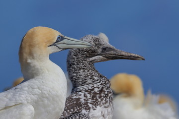 australasian gannet