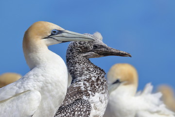 australasian gannet