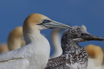 australasian gannet