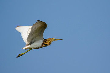 Image of a pond heron(Ardeola) flying in the sky. Wild Animals.
