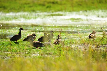 Una de patos