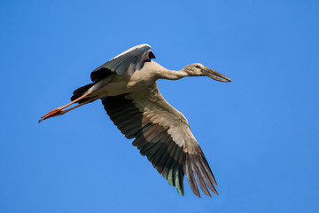 Image of an Asian openbill stork(Anastomus oscitans) flying in the sky. Bird, Wild Animals.