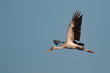 Image of an Asian openbill stork(Anastomus oscitans) flying in the sky. Bird, Wild Animals.