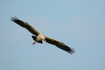 Image of an Asian openbill stork(Anastomus oscitans) flying in the sky. Bird, Wild Animals.