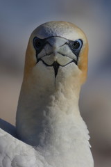 australasian gannet