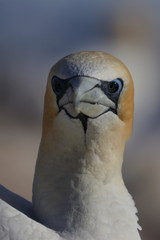 australasian gannet