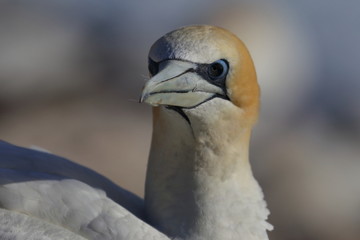 australasian gannet