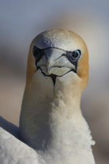 australasian gannet