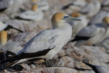 australasian gannet