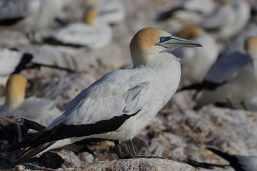 australasian gannet