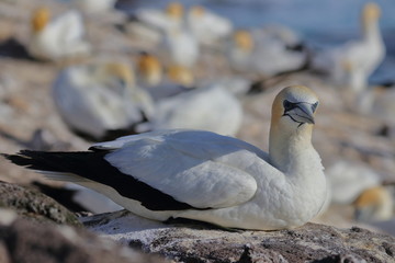 australasian gannet