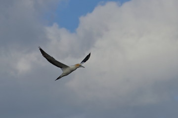 australasian gannet