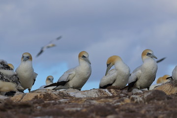 australasian gannet