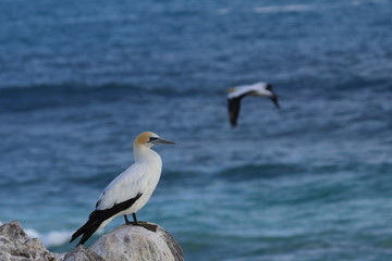 australasian gannet
