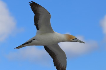australasian gannet